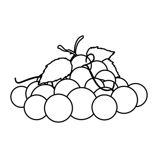 Diseño vectorial de uvas aisladas — Vector de stock