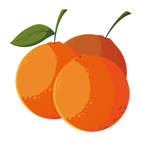 Diseño de vectores de frutas de naranjas aisladas — Vector de stock