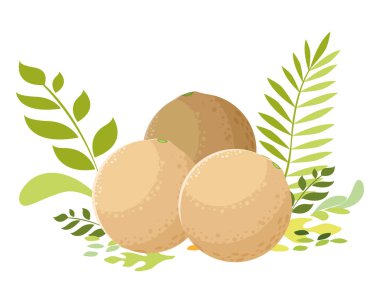 İzole edilmiş karpuz meyve vektör tasarımı