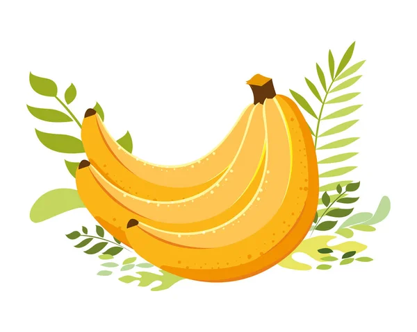 Plátanos aislados fruta vector diseño — Vector de stock