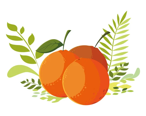 İzole portakallar meyve vektör tasarımı — Stok Vektör