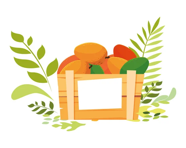 Ізольована коробка з фруктами манго Векторний дизайн — стоковий вектор