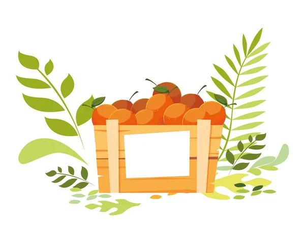 Isolierte Orangen Box Fruchtvektor-Design — Stockvektor