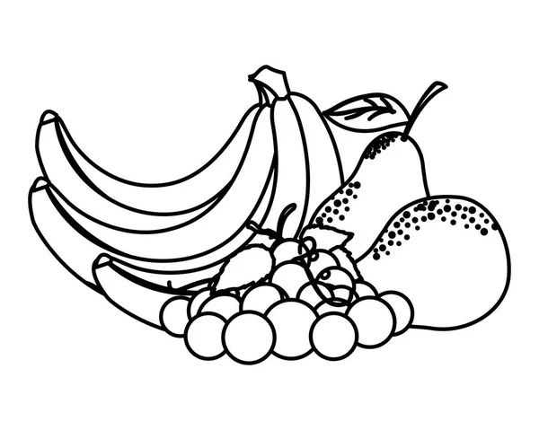 Diseño vectorial de frutas tropicales aisladas — Vector de stock