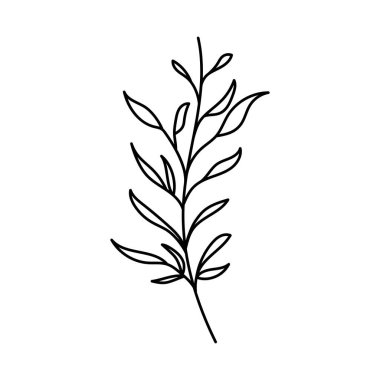 Beyaz arkaplanda küçük yapraklı ince bir dal