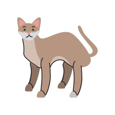 Beyaz arka planda sevimli ev kedisi