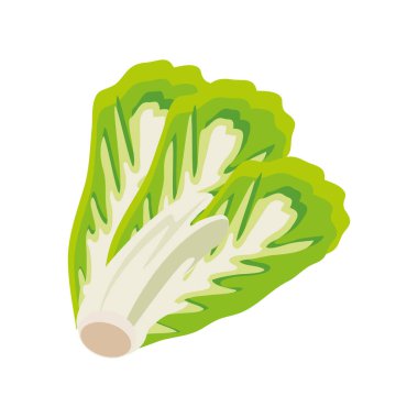 Beyaz arkaplanda marul yaprakları