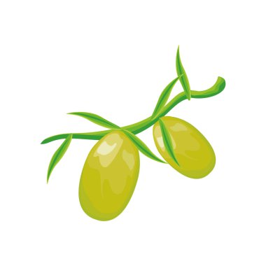 Beyaz arkaplanda zeytin dalı