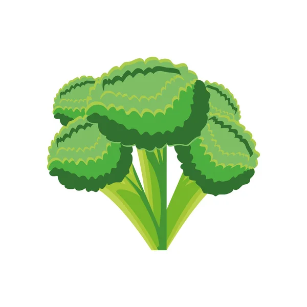 Brócoli vegetal sobre fondo blanco — Vector de stock