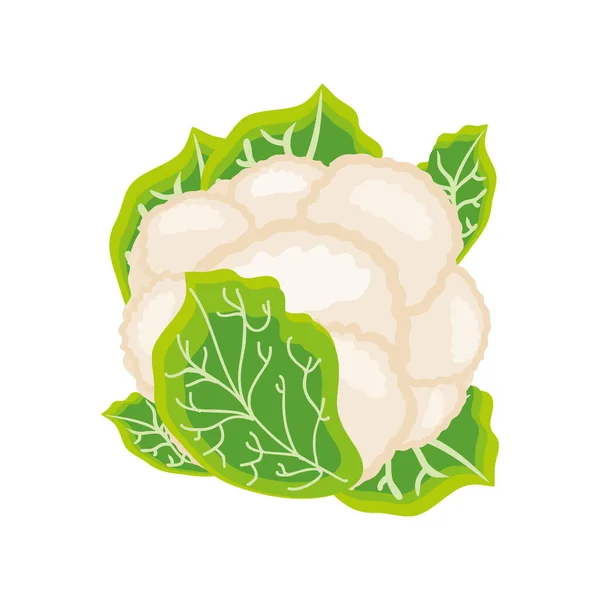 Coliflor fresca sobre fondo blanco — Vector de stock