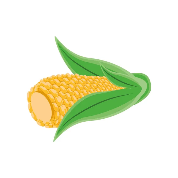 Mazorca de maíz sobre fondo blanco — Vector de stock