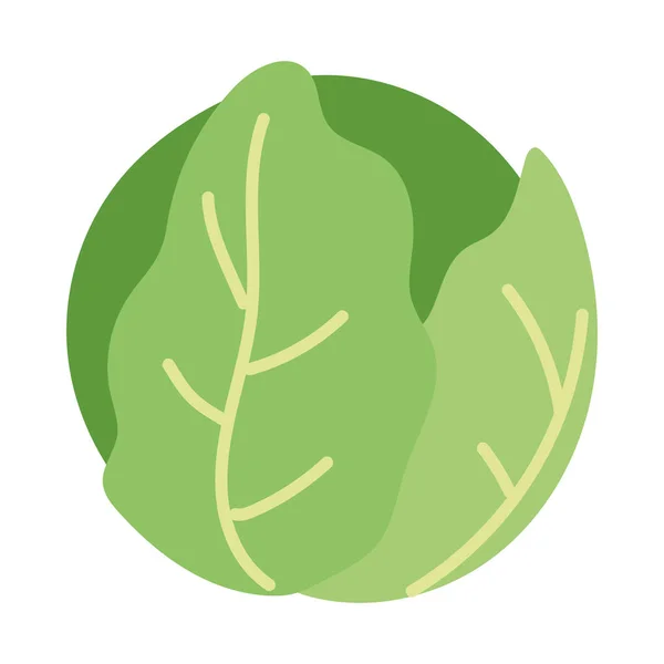 Icono de lechuga verde fresca sobre fondo blanco — Vector de stock