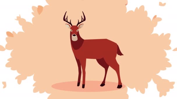 Hello autumn animation with wild reindeer and leafs pattern — Stock Video