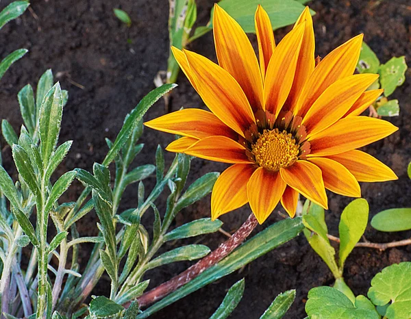 Gelbe Blume Form Der Sonne Mit Roten Adern Auf Den — Stockfoto