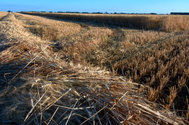 hasat mevsimi, buğday hasadı, buğday tarlası, buğday hasadı ektikten sonra tarlada sakal ve saman.