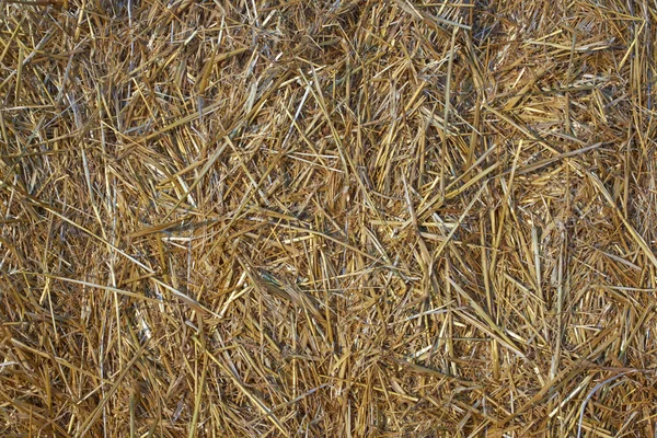 Straw Wheat Ears Field Form Background — Stock Photo, Image