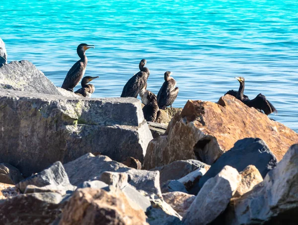 Pequeno Bando Aves Aquáticas Grande Corvo Marinho Sentado Nas Pedras — Fotografia de Stock