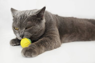 İngiliz kedi onu ısırma bir topla oynamayı