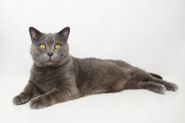 İngiliz kedi beyaz izole zemin üzerine uzanarak