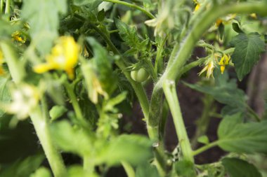 Sera içinde dalı yeni yeşil domates