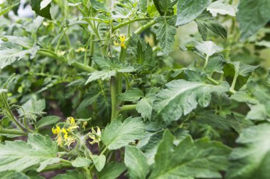 Sera domates bitki çiçek