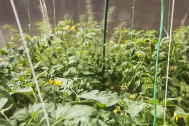 Serada domates bitkiler büyümek