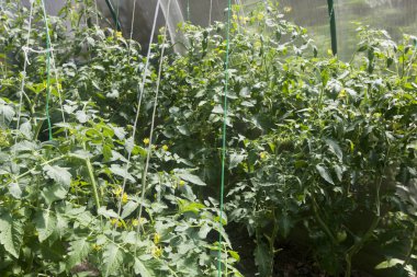 Çiftlikte sera içinde yeşil domates bitkiler vardır