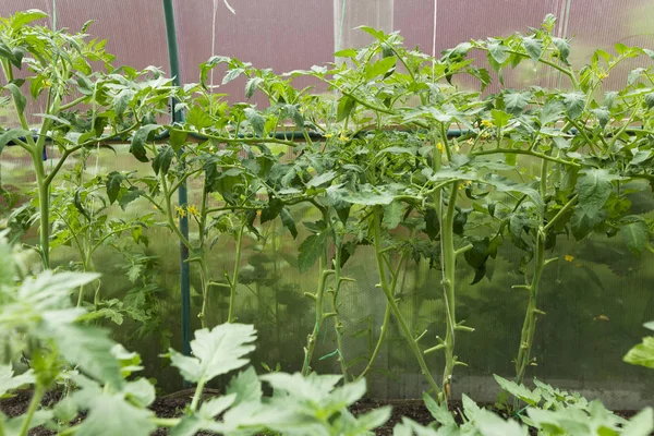 Las Plantas Tomate Crecen Invernadero — Foto de Stock