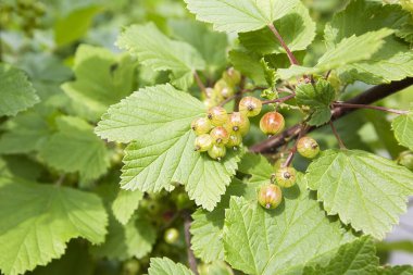 Bahçedeki fırça geçerli olgunlaşmamış kırmızı yakından
