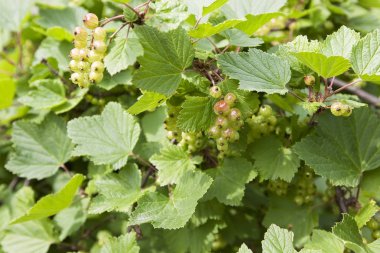 Kırmızı kuş üzümü bahçede olgunlaştırmak başlar