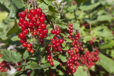 Olgun kırmızı kuş üzümü bir çalı üzerinde asılı bir sürü. Frenk üzümü hasat.