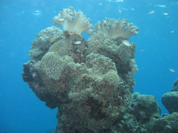 Hermoso Bloque Coral Gran Barrera Coral — Foto de Stock