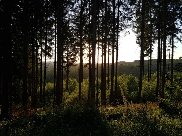 Güneşli Ormanın Güzel Manzarası