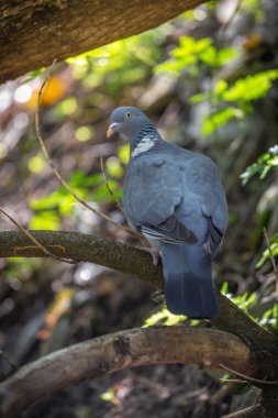 Ahşap güvercin Columba palaumbus bir yazı üzerine tünemiş Close-up