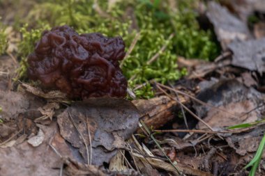 Mantar Gyromitra esculenta yanlış morel bilinen bahar