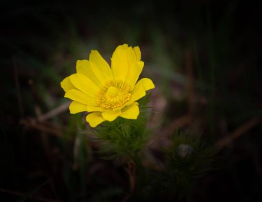 Bahar sülün, sarı çiçekler Adonis vernalis göz. Flowerbed çiçekli bitkiler Grubu'nun genel görünümü