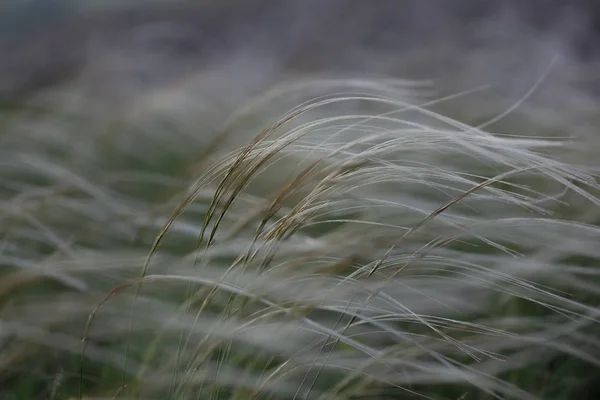 Stipa capillata conosciuta come piuma, ago, erba lancia in steppa. Elencato libro rosso dell'Ucraina. Macro foto . — Foto Stock