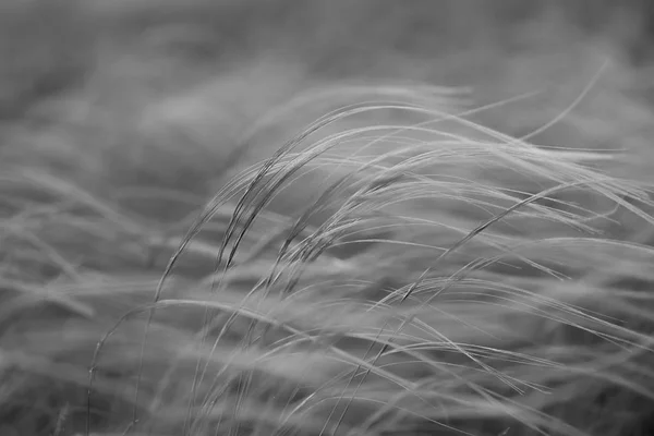 Stipa capillata comme connu sous le nom de plume, aiguille, herbe de lance dans la steppe. Livre rouge de l'Ukraine. Macro photo. Photographie noir et blanc . — Photo