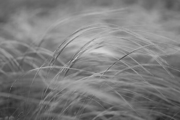 Stipa capillata известен как перо, игла, трава копья в степи. Названа красной книгой Украины. Fantom фото. Черно-белая фотография
.