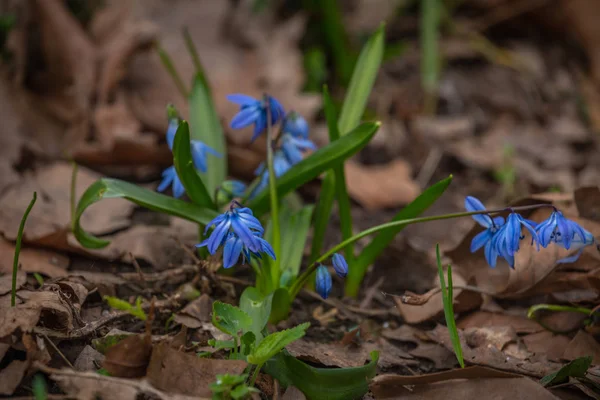 Sibirya squill mavi çiçek — Stok fotoğraf