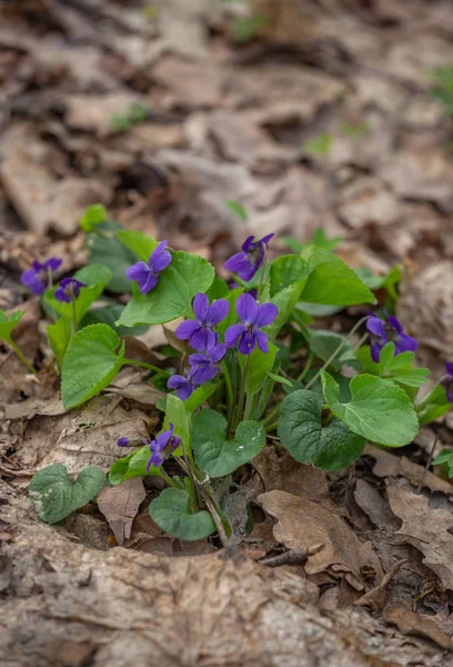 Spring nature common violets background. Viola Odorata flowers in the garden close up. Selective focus — Stock Photo, Image