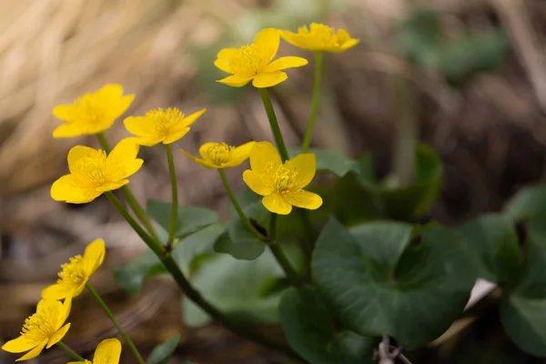 Spring background with yellow Blooming Caltha palustris, known as marsh-marigold and kingcup. Flowering gold colour plants in Early Spring. — Stock Photo, Image