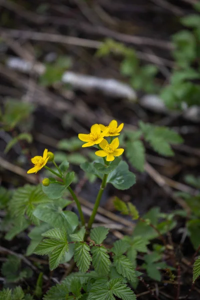 Fondo de primavera con Caltha palustris floreciente amarilla, conocida como caléndula de pantano y kingcup. Floración de plantas de color oro a principios de primavera . — Foto de Stock