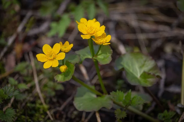 Fondo de primavera con Caltha palustris floreciente amarilla, conocida como caléndula de pantano y kingcup. Floración de plantas de color oro a principios de primavera . — Foto de Stock