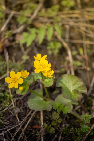 Fondo de primavera con Caltha palustris floreciente amarilla, conocida como caléndula de pantano y kingcup. Floración de plantas de color oro a principios de primavera . — Foto de Stock