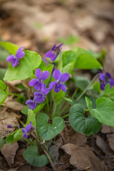 Primavera naturaleza común violetas fondo. Viola Odorata flores en el jardín de cerca. Enfoque selectivo —  Fotos de Stock