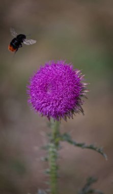 Thistle, otu acanthoides, dikenli plumeless thistle