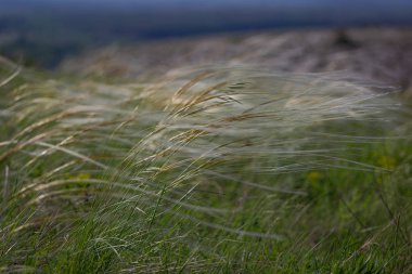 tüy çim kırmızı kitap listelenir. tüy çim alanı
