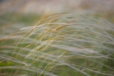 Tüy çim tebeşir alan Ukrayna doğal rezerv.