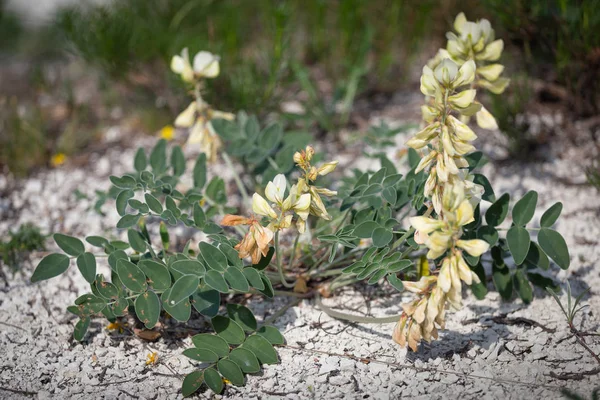 Hedysarum grandiflorum plante de couleur blanche sur terre de craie. Une steppe printanière. Ukraine . — Photo